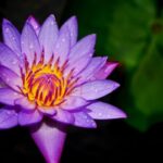 The Blue Lotus or Water Lilly - elanka