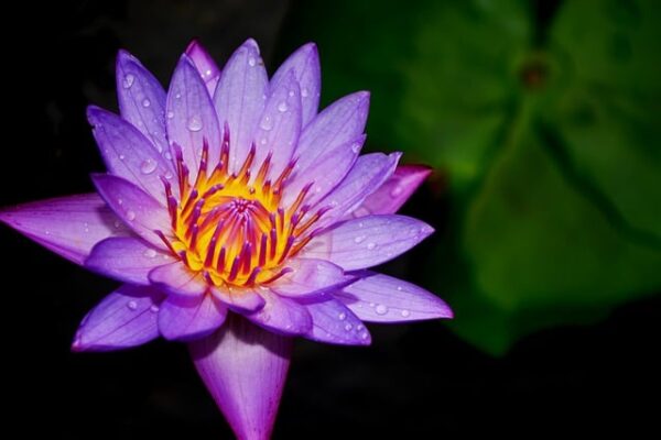 The Blue Lotus or Water Lilly - elanka