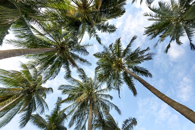 coconut - eLanka