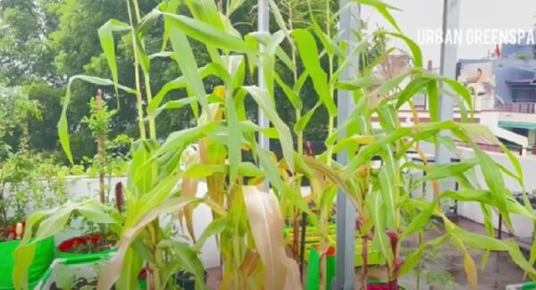 Corn (Bada Irigu) Cultivation in Sri Lanka-eLanka