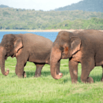 Elephant Safari-Minneriya National Park
