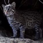Fishing Cat