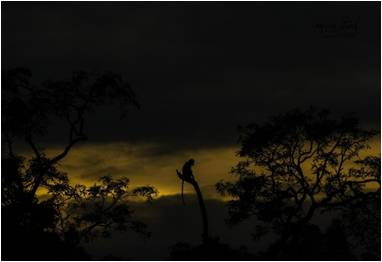 නළියන දිය බුබුලක් වටකර තැනූ පනාමුරේ ඇත්ගාල - By ආචාර්ය ගාමිණී කාරියවසම්.