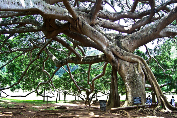 Royal Botanical Gardens: