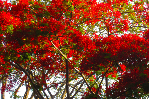 Royal Botanical Gardens: