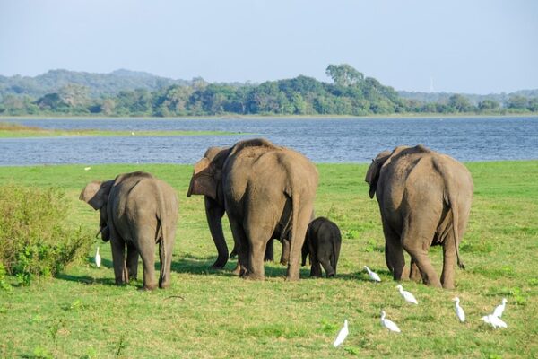 Save our Elephants
