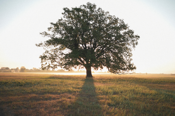 Trees