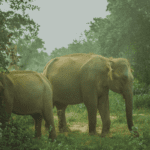 sri Lankan Elephants - eLanka