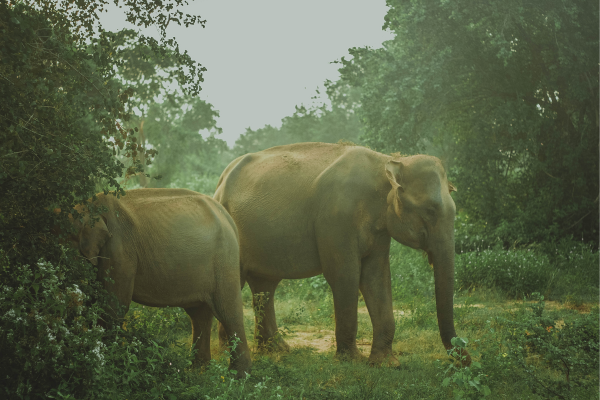 sri Lankan Elephants - eLanka