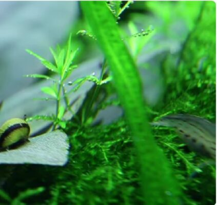 Researchers rediscover Lagenandra plant-eLanka