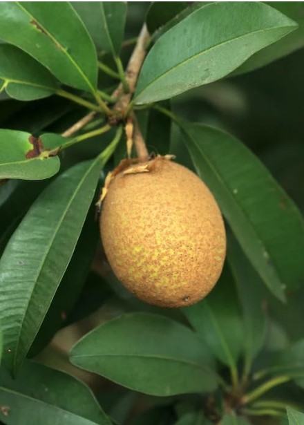 Sapodilla Fruit-eLanka 01