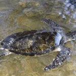 Sea Turtles in Sri Lanka