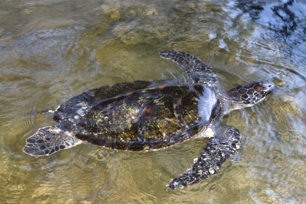 Sea Turtles in Sri Lanka
