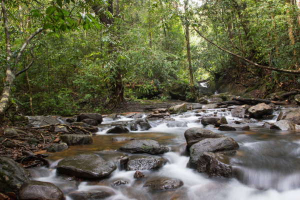 Sinharaja 