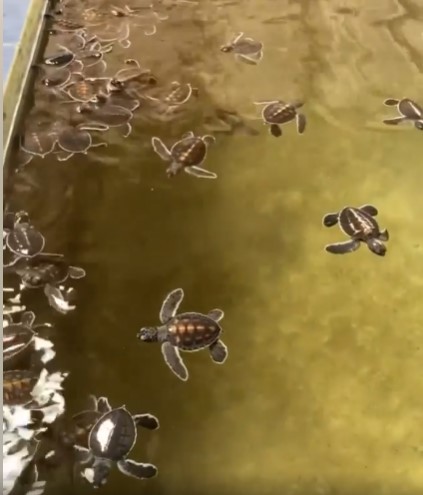 The Kosgoda Turtle Hatchery-eLanka