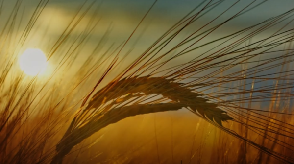 Try To Remember - By Lalith Paranavitana 