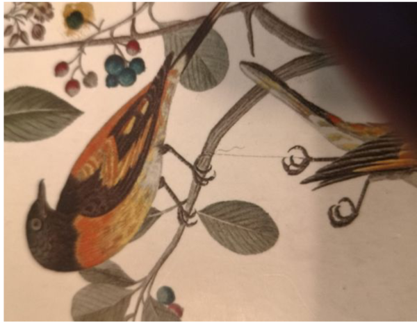 WATER COLOUR BY DE BEVERE FROM THE LOTEN COLLECTION AT THE NATURAL HISTORY MUSEUM LONDON