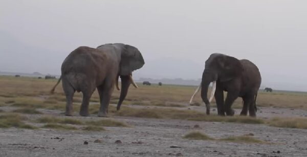 Young tusker caught-eLanka