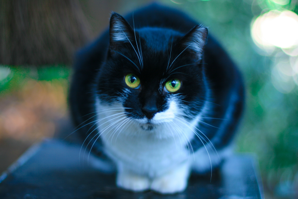 japanese cats - eLanka