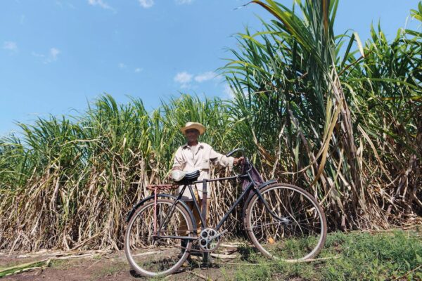 sugarcane industry-eLanka 01
