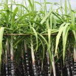 sugarcane industry-eLanka 02