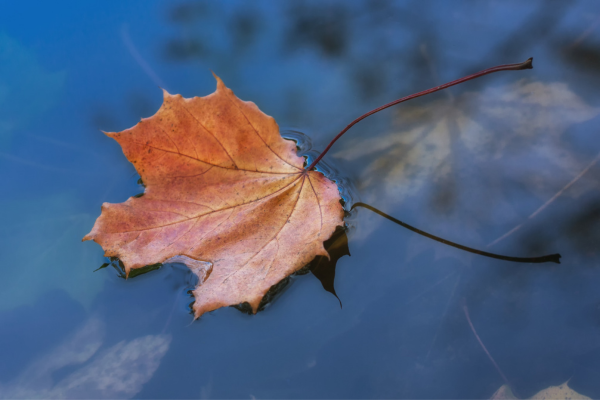 “As the Days Fade Away…..” - By Noor Rahim