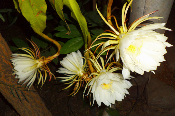 Kadupul Flower - eLanka
