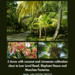 Land for Sale - Ranala, Nawagamuwa, Sri Lanka