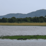 Minneriya