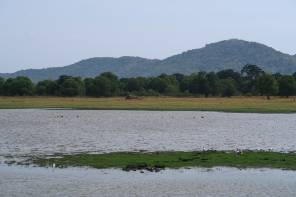 Minneriya