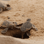 Sea Turtle