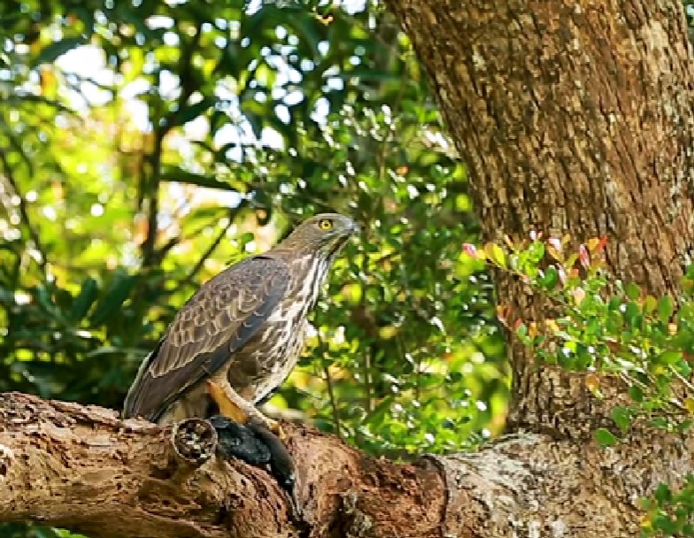 Wilpattu National Park-eLanka