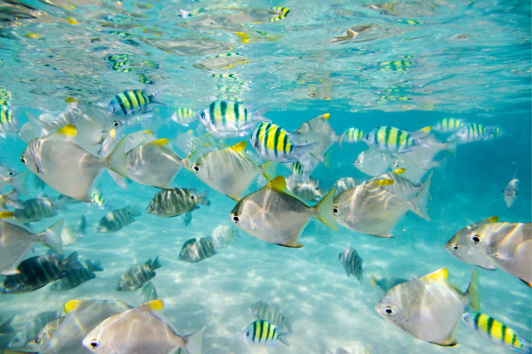 Coral reef
