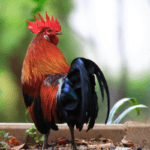 Junglefowl