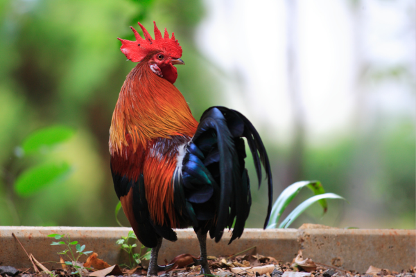 Junglefowl