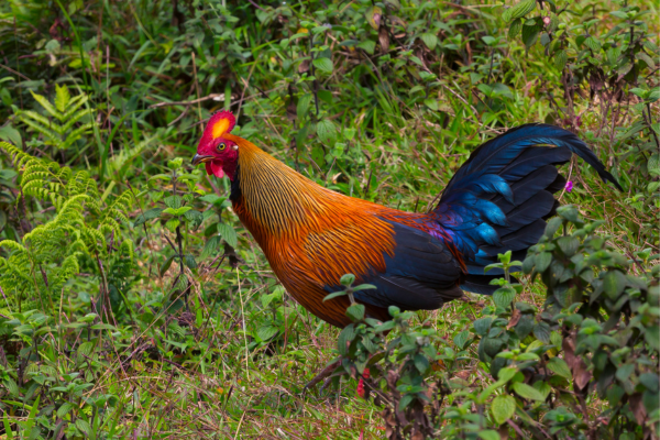 Junglefowl 