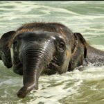 TRAVEL TASTES & TIPS for LANKA-eLanka