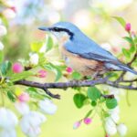 bird-eLanka
