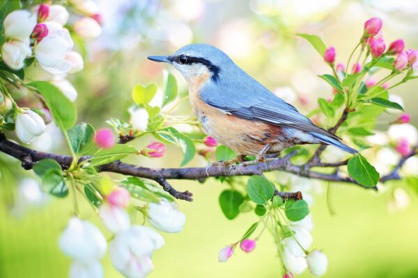 bird-eLanka
