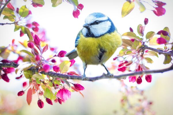 bird life-eLanka