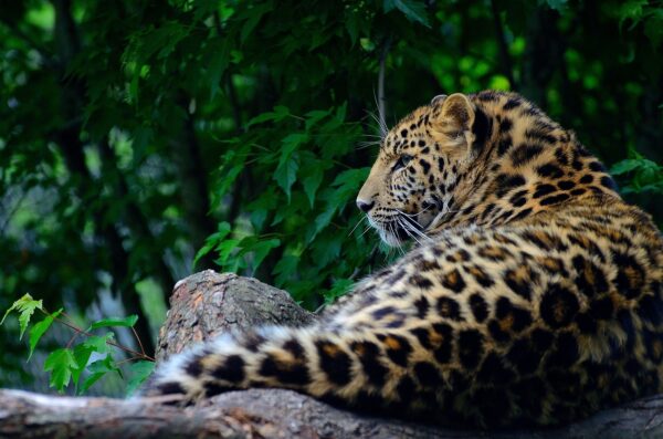 leopard-eLanka