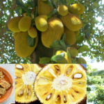 Jackfruit