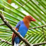 SRI LANKA BLUE MAGPIE-eLanka