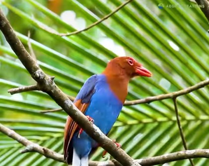 SRI LANKA BLUE MAGPIE-eLanka