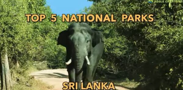 Top 5 National Parks in Sri Lanka-eLanka
