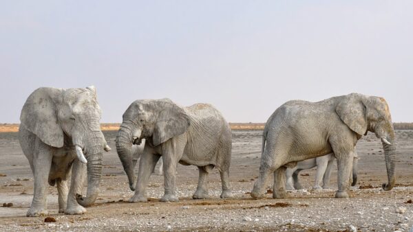 elephants-eLanka