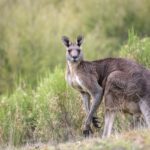 AUSSIE LINGO-eLanka