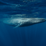 Blue Whales of Sri Lanka