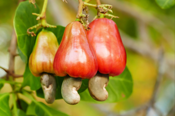 Cashew Curry