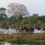 Celebrating World Wildlife Day in Sri Lanka-eLanka 01